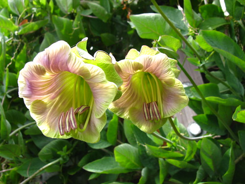 Wouldn't it be great if Cobaea scandens stopped right here instead of turning dark purple?