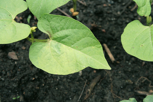 Bush Bean Seedlings