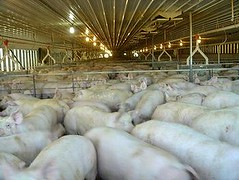 愛荷華州的豬隻農場 (圖片來源：社區食物安全聯盟 ，攝影者為Danielle Pipher。)