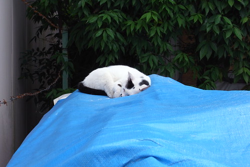 Today's Cat@2010-06-14