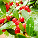 296/365: Red Berries