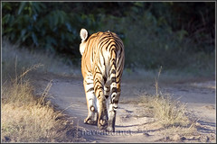 Tigress on her morning walk