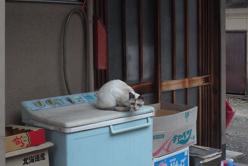 Today's Cat@20091216