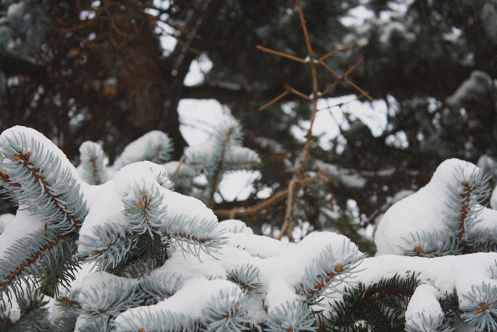 snowy christmas branch