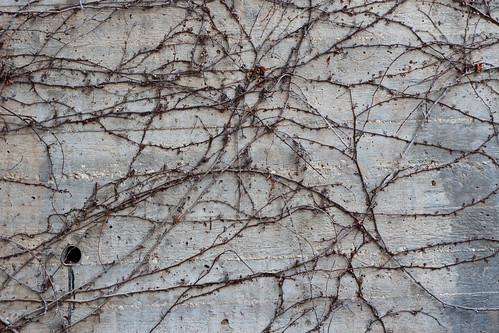 Texture: Concrete Wall with Brown Vines