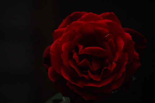 Dark & Lovely Rose