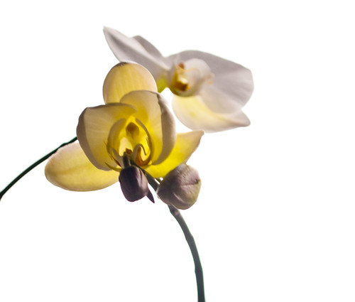 Delicate to glow from the inside. DSC_6549 by andrey.salikov