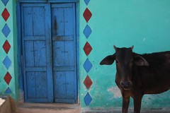 Blue Door, Black Cow