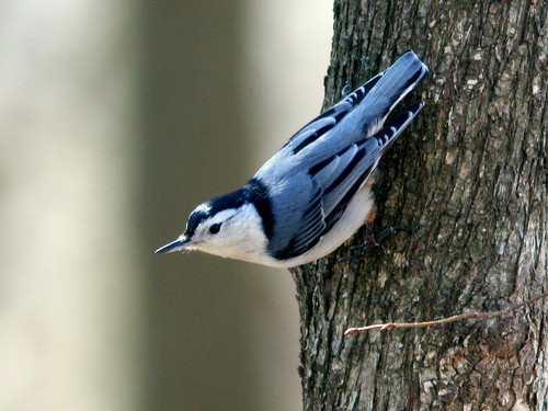 White-breasted Nuthatch 20100316