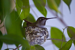 Hummingbird03182010001