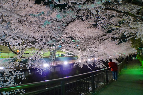 Viewing the cherry blossoms