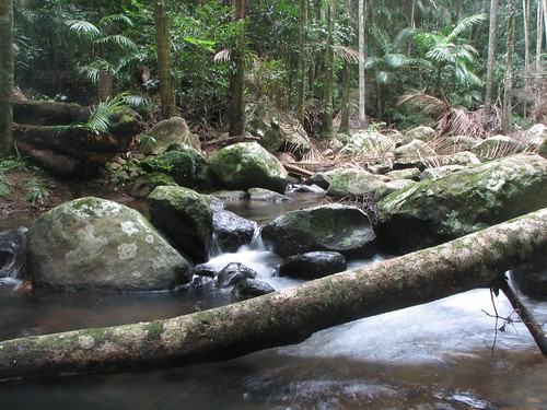 tamborine rainforest