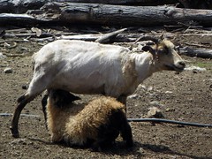 Doppadottir and her ram lamb