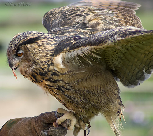 Eagle owl Eating