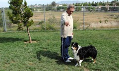 Training your dog in Temecula's Off Leash dog park