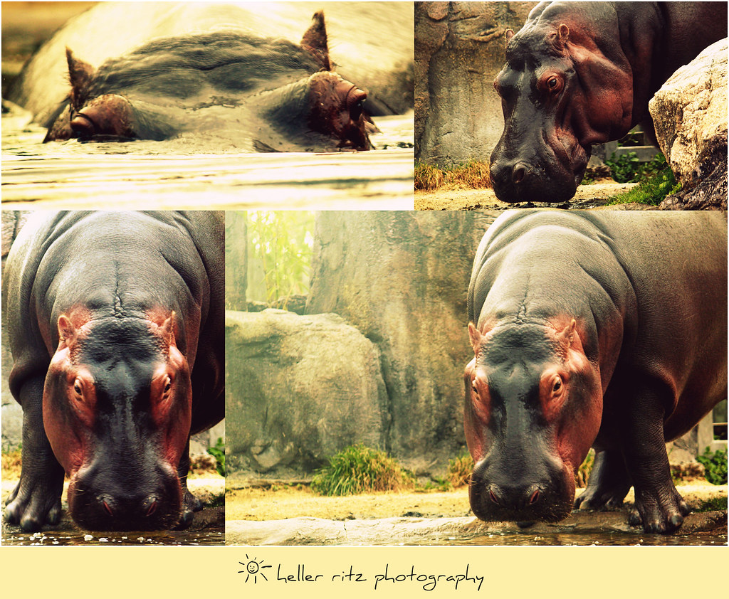 BG_Hippo Collage_Tagged