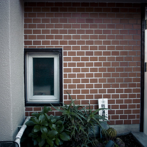 Window with Aloe and Bricks