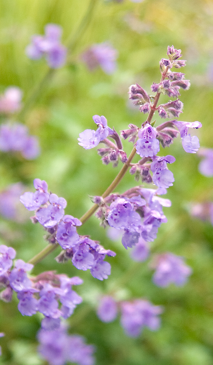 catmint2