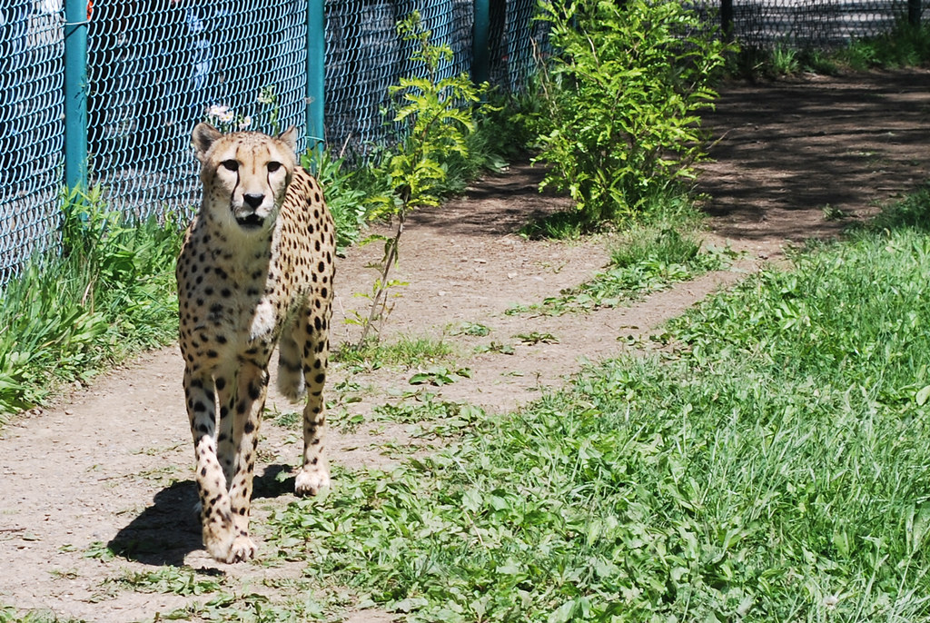 Zoo Cheetah