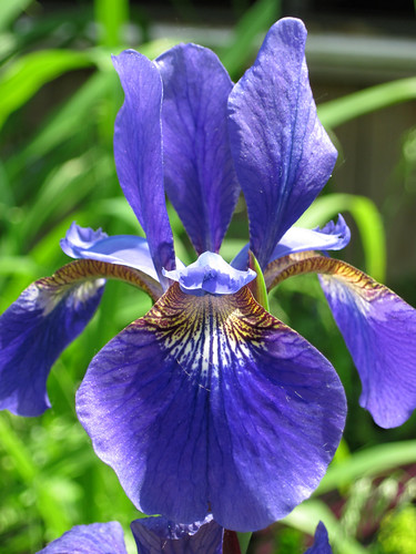 Iris siberica "Steve"