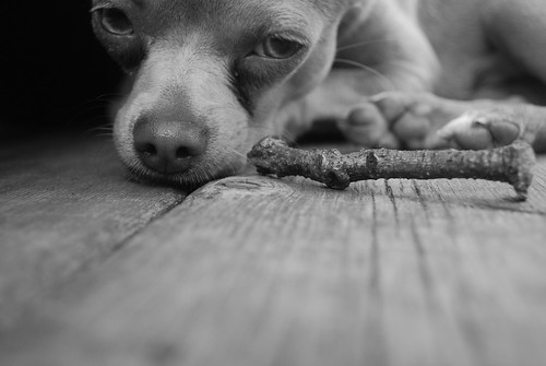 animal cruelty ads. sad puppy-animal-cruelty