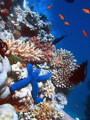 大堡礁，有非常豐富的珊瑚礁生態。圖片提供：維基百科