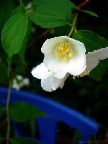 mock orange with blue chair