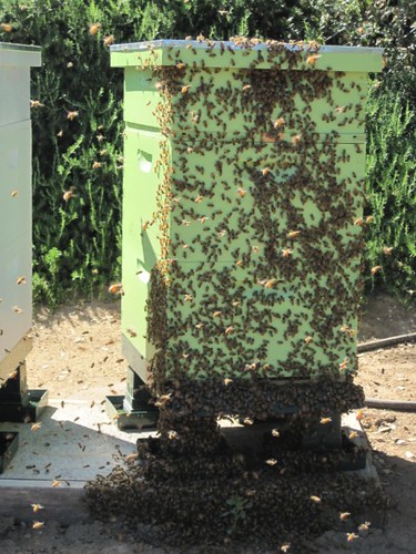 beekeeping 260 (450 x 600)
