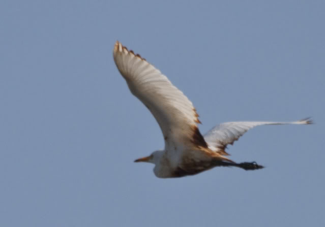 oily egret in flight