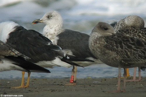 Lesser Black-backed Gull, 3cy, R[H328]