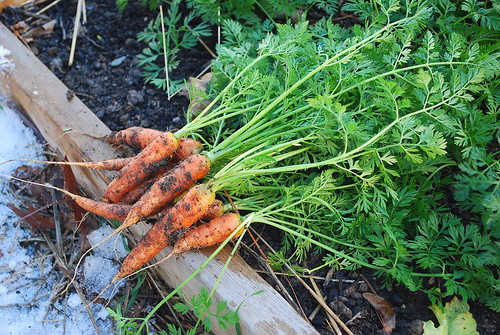 Harvesting winter carrots