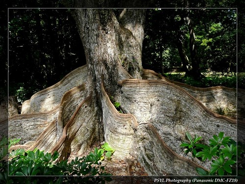 Plank Root Tree (Heritiera littoralis) - 銀葉樹