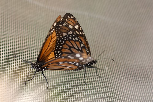 Mating monarchs 