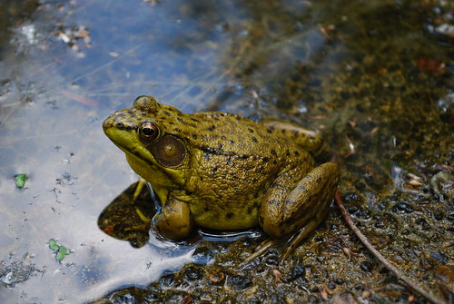 Bullfrog (Rana catesbeiana) by wackybadger, on Flickr