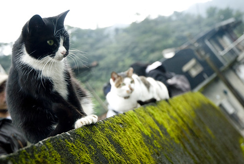 Street Cats in Taiwan