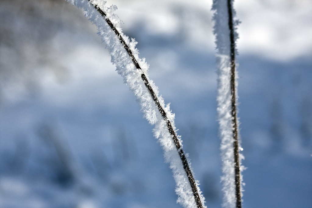 Frozen grass #3 (by storvandre)