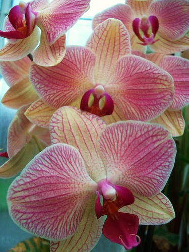 composed orchids