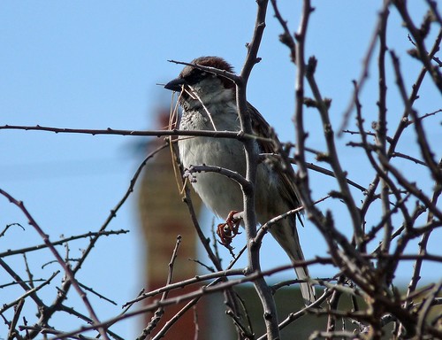 12119 - House Sparrow at Rhossili Downs