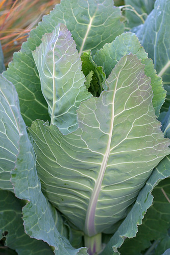Cabbage 'Filderkraut'