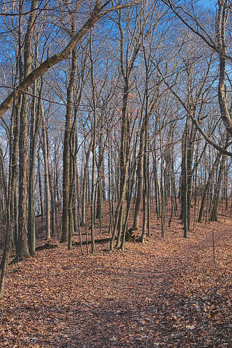 Forest, at Engelmann Woods Natural Area, in Saint Albans, Missouri, USA