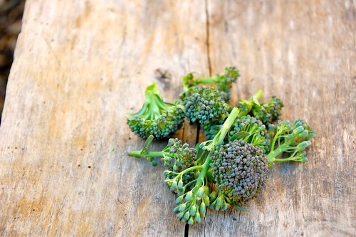 broccoli: the first harvest of 2010