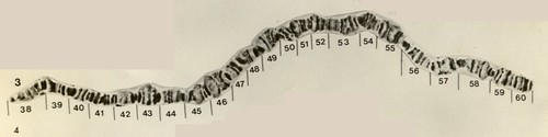 Cromossomo politênico 3