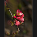海棠花, 日本贴梗海棠, Chaenomeles japonica
