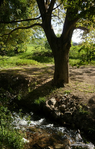 El árbol del arroyo