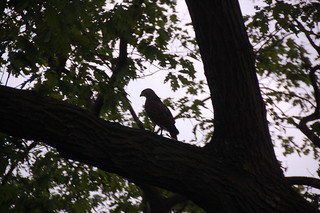 Arnold Arboretum, 18 May 2010: Red-tailed hawk silhouetted on a branch at Bussey Hill
