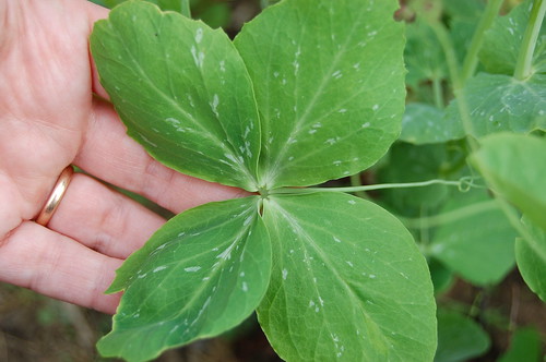 Pea leaf aberrations