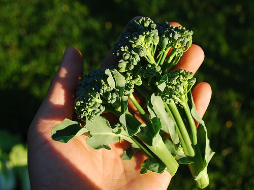 Piracicaba broccoli harvest 2