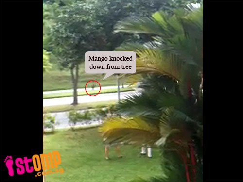  Mango stealers caught knocking the fruit off this tree
