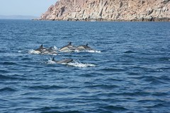 Dolphins near Isla Espiritu Santo