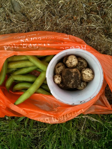First new potatoes, beans and peas
